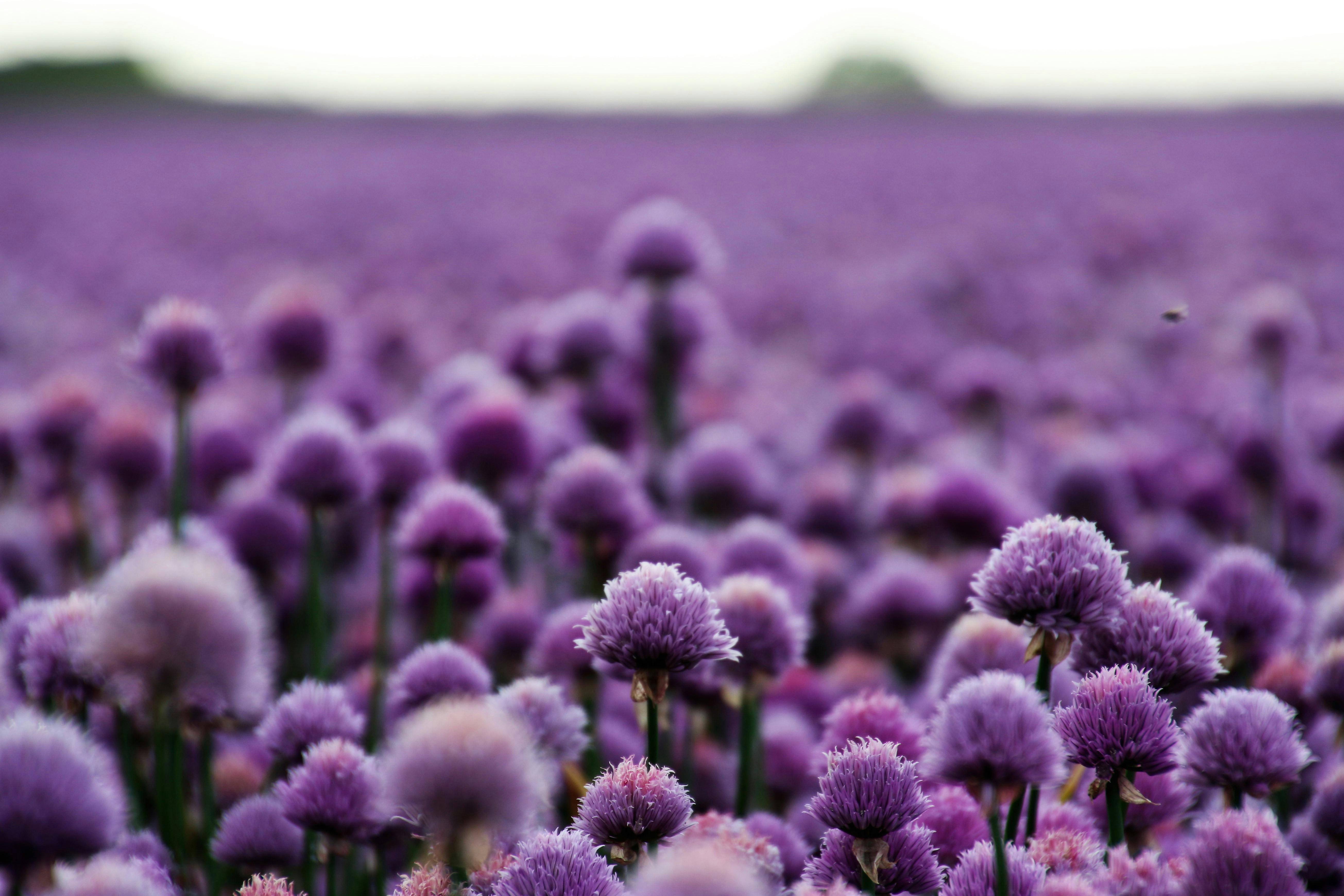Purple Flowers